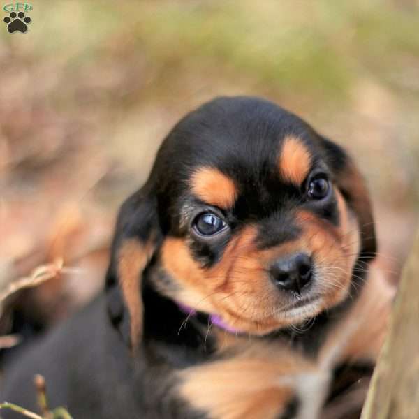Queen, Beaglier Puppy
